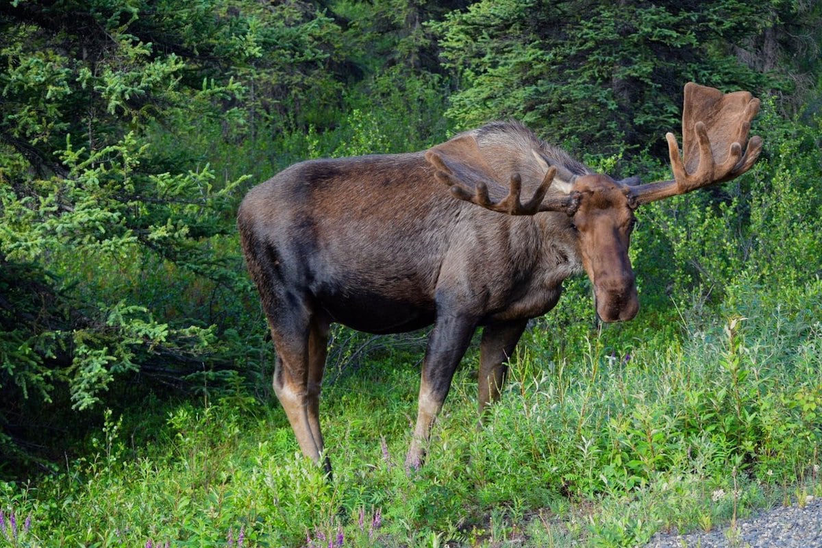 Moose at Denali National Park