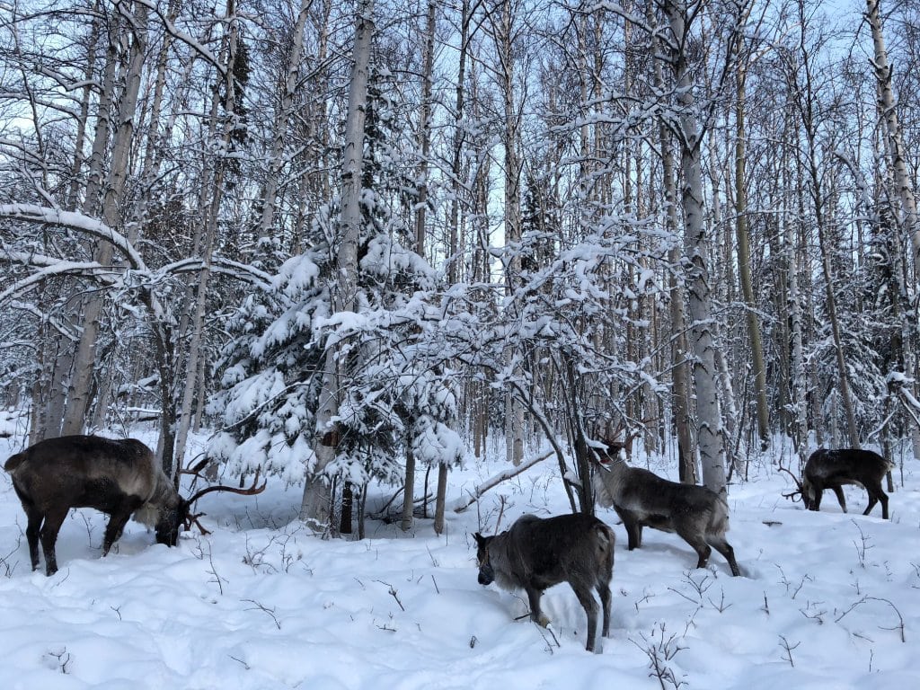Everything you need to know about the best things to do in Fairbanks, Alaska from visiting Pioneer Park, the best time to see the Midnight Sun, the Northern Lights (aurora borealis), the Museum of the North, Santa Claus House, Running Reindeer Ranch and the best places to stay from Wedgewood Resort to Pike's Landing hotel.
