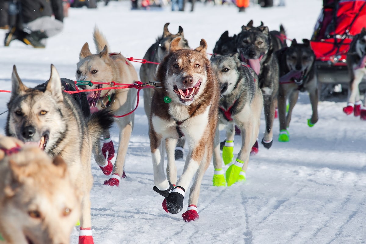 Sled Dogs Running the Iditarod. Everything you need to know about the best things to do in Fairbanks, Alaska from visiting Pioneer Park, the best time to see the Midnight Sun, the Northern Lights (aurora borealis), the Museum of the North, Santa Claus House, Running Reindeer Ranch and the best places to stay from Wedgewood Resort to Pike's Landing hotel.
