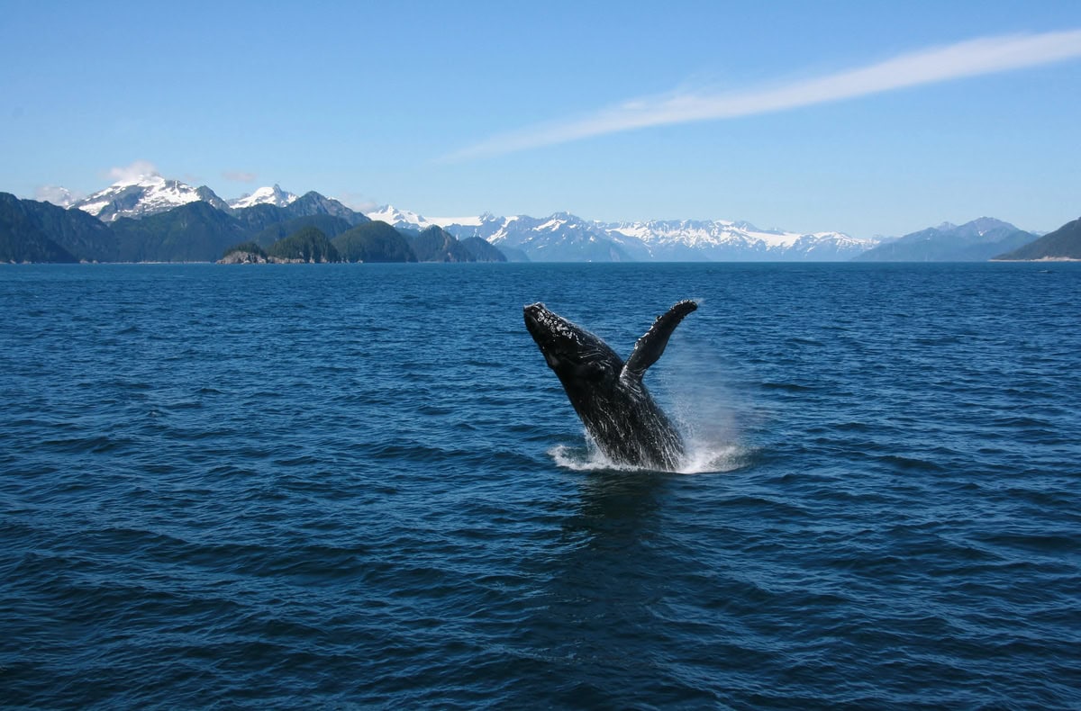 whale watching Alaska
