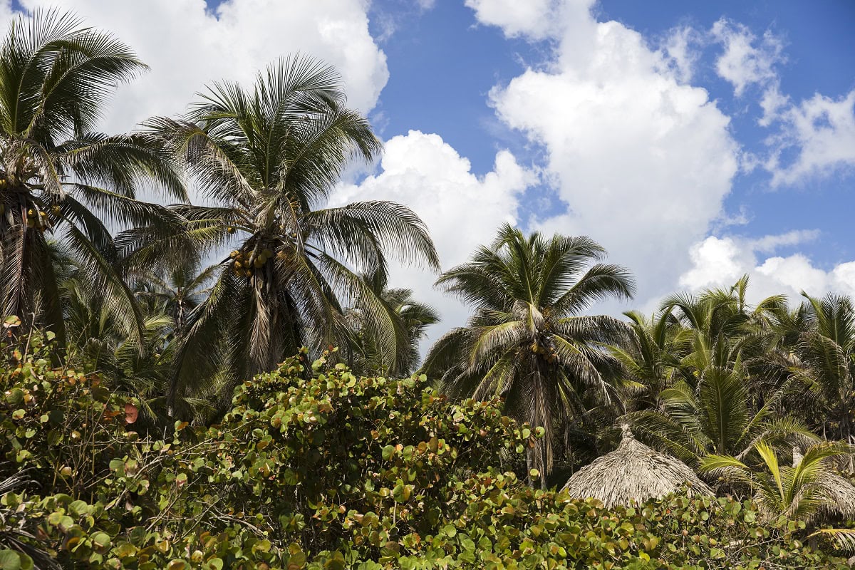 sunshade on the tropical beach at tayrona colombi 2025 02 21 04 13 22 utc