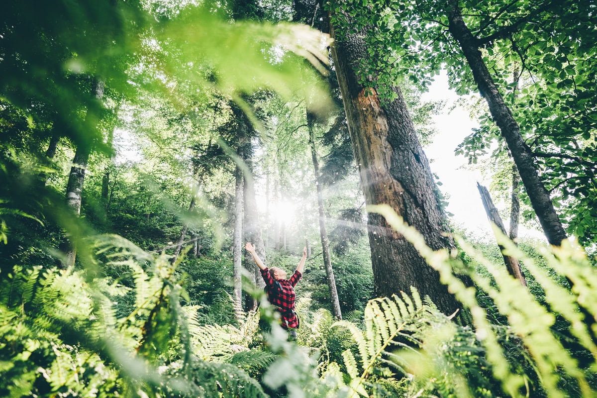 woman with backpack walk through forest with fern 2025 01 09 05 35 51 utc