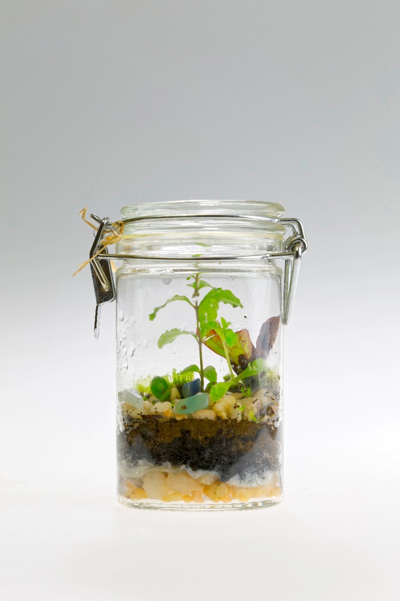Mason Jar Terrariums
