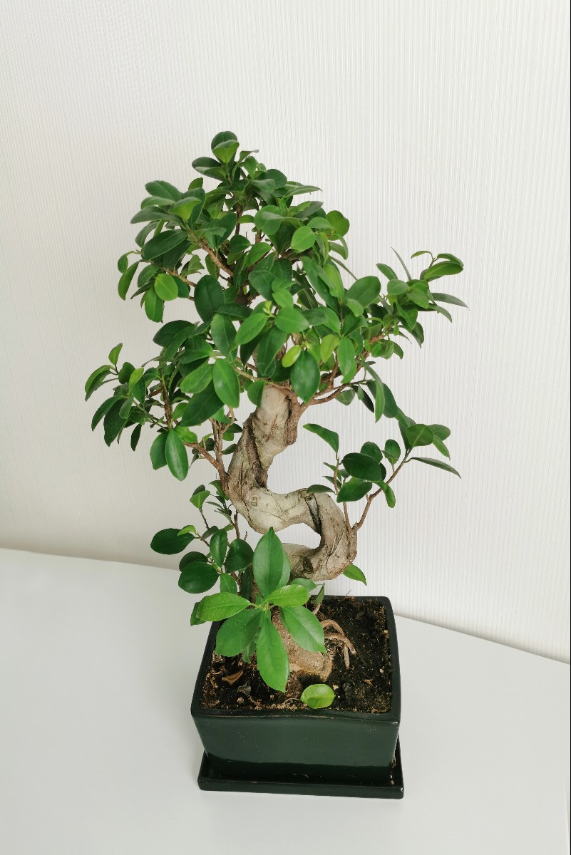 Mini Indoor Plant