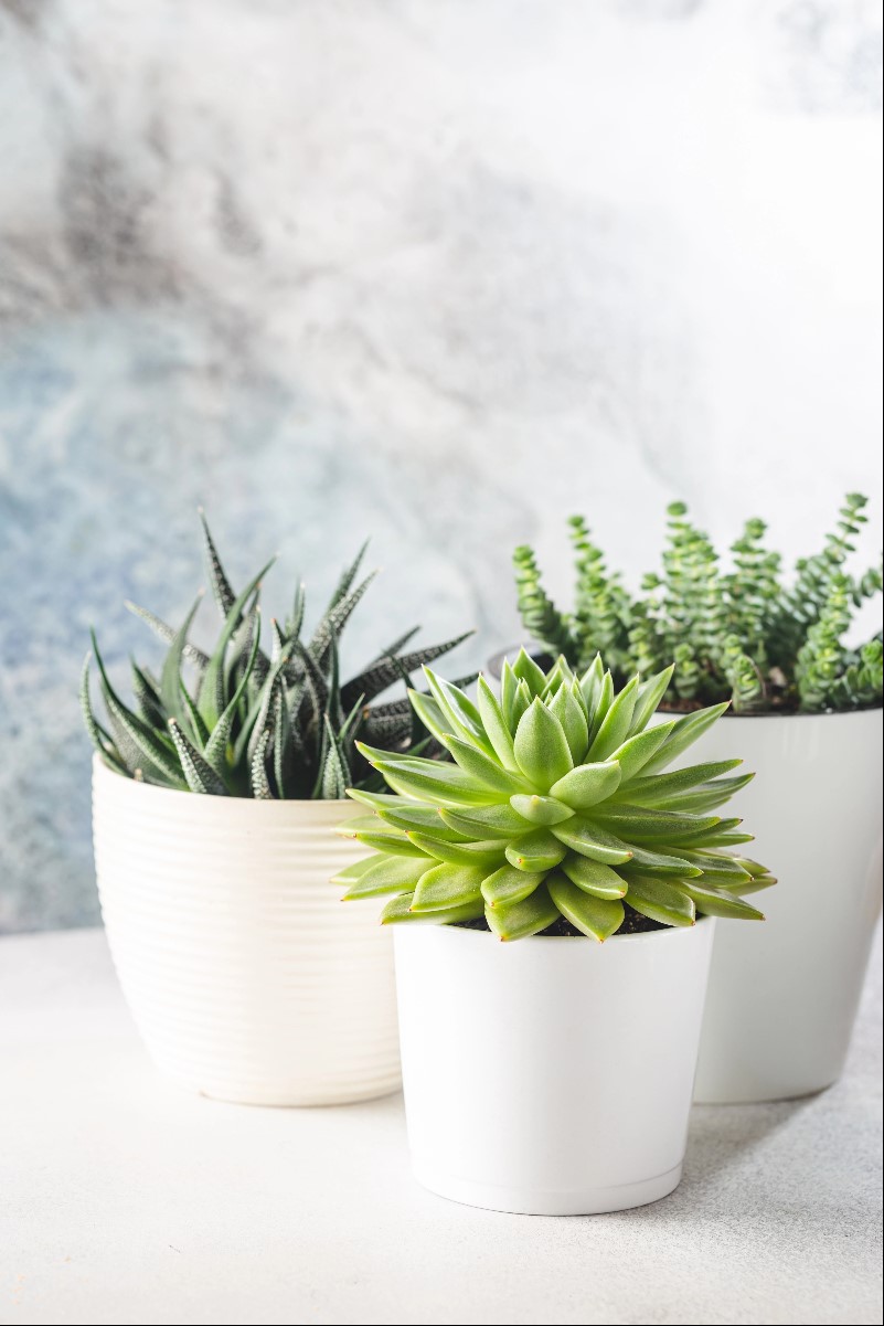 Mini succulent garden in a decorative container