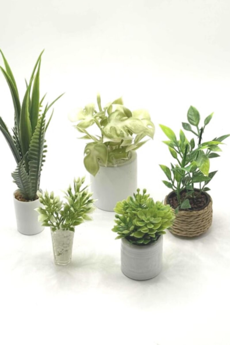 Miniature Indoor Plant Set